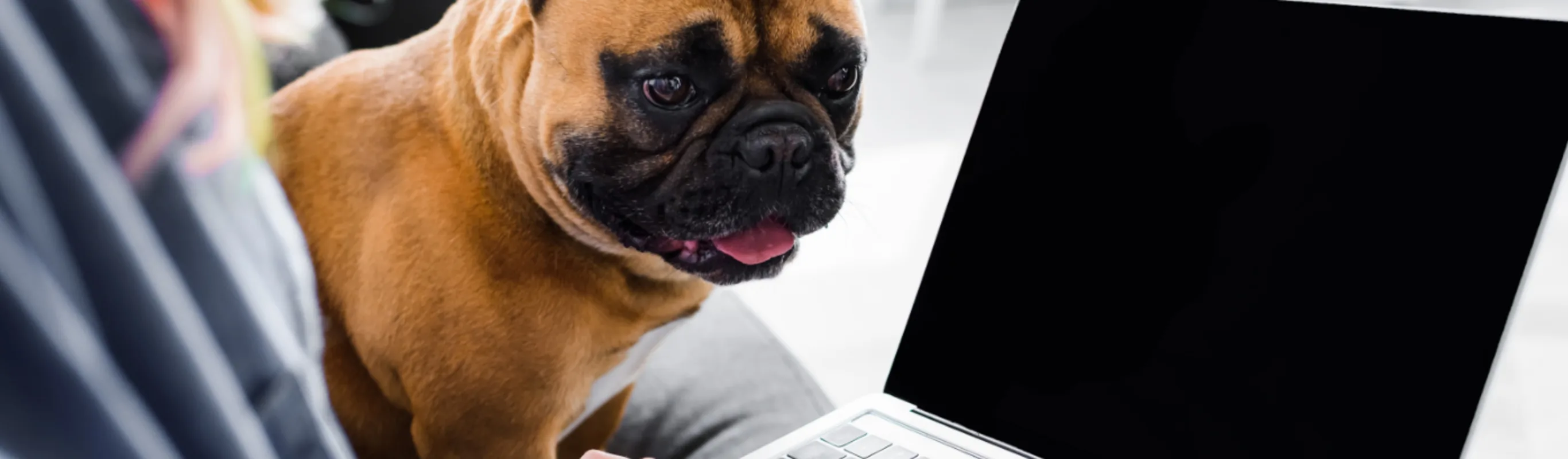 A person using a laptop on a couch with a French Bulldog
